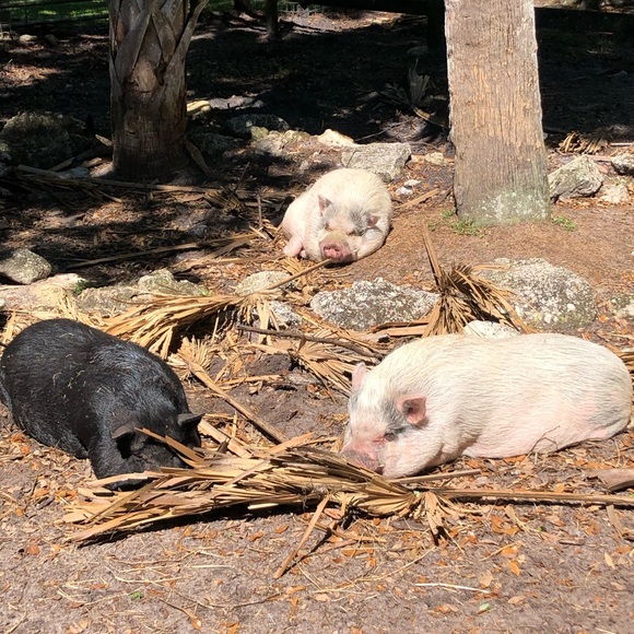 Meet your Posher, Tracey - Picture 10 of 14